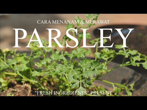 Video: Sebarkan Parsley - Cara Menanam Parsley Daripada Keratan Dan Benih