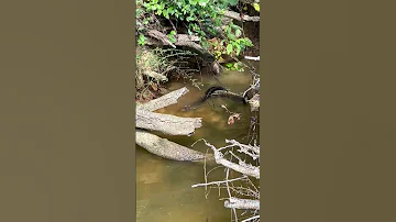 One Of The Coolest Things I Ve Ever Come Across How Cool Is This Snakes Herping Conservation 