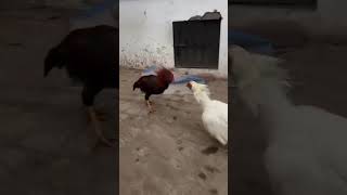 aseel murgha #birds #swataseels #foryou #aseelmurga #assel #murga #roosterfarm #rooster #cheenaasee