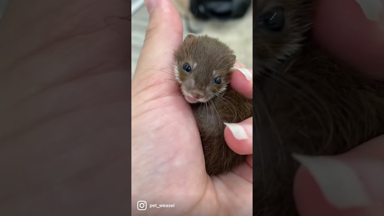 ⁣Подпишись🙏 #ласка #домашниеживотные #животные #мойпитомец #питомец #звери #хорек #домашнийлюбимец