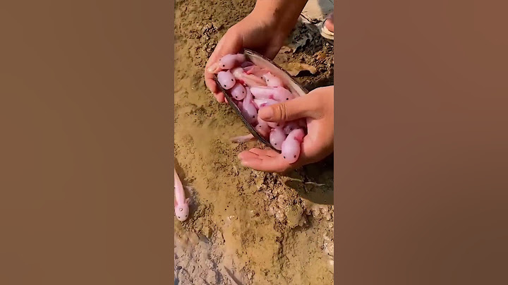 LOS AJOLOTES NO SON JUGUETES