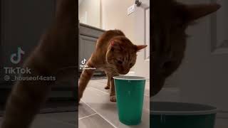 5 Minutes of Strange TikTok Cat Content [6] - Christmas Special