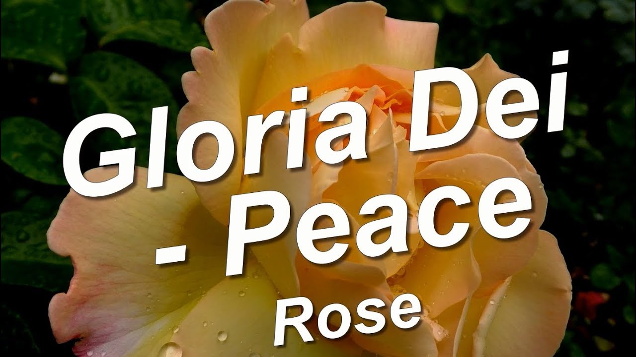 Rose Gloria Day: the most popular flower in history Rose Gloria Day: the most popular flower in history