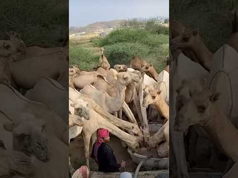 ابل بالحارث بن كعب الخوبه محافظة الحرث بالحارث الخوبه جمرة عرب الابل