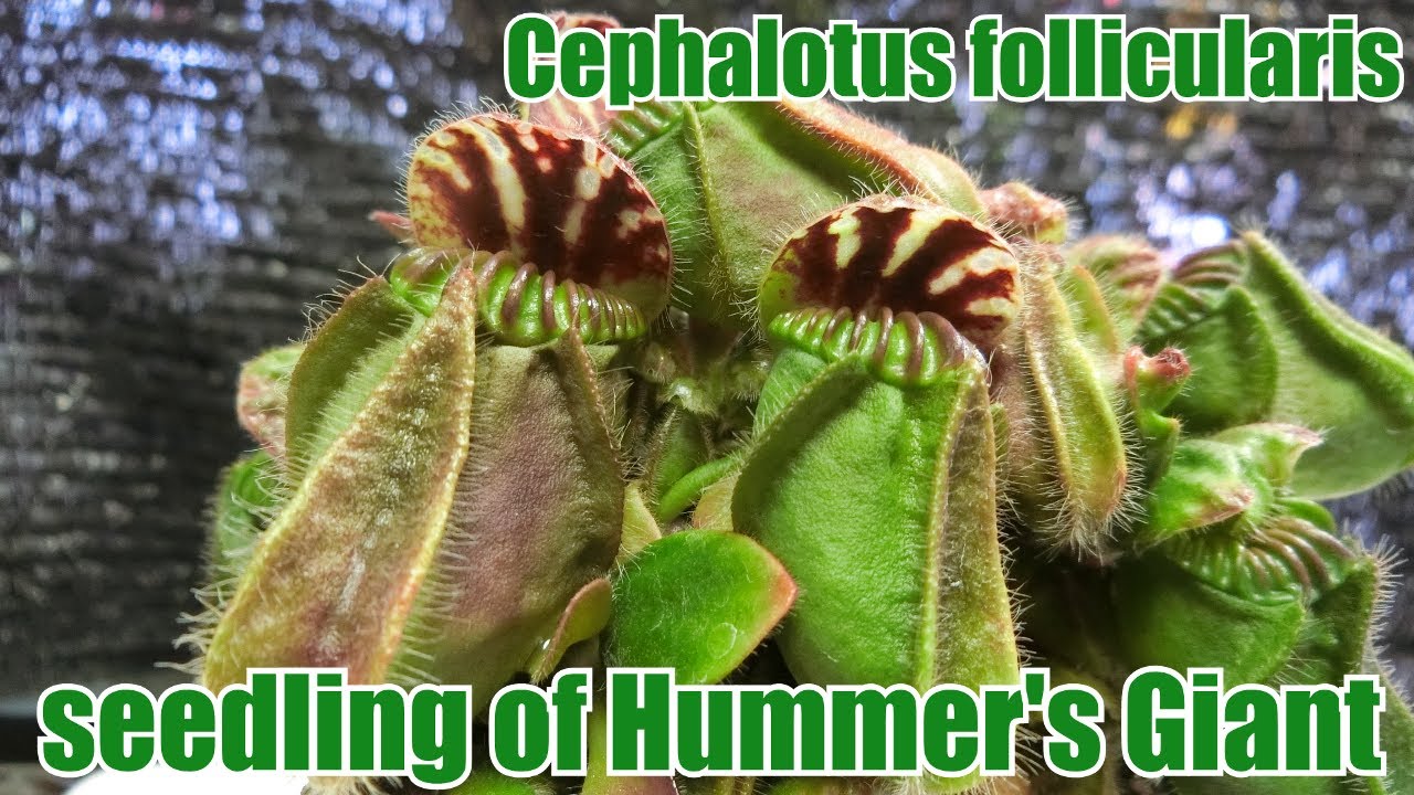 Cephalotus follicularis seedling of Hummer