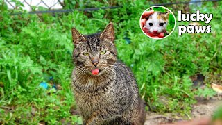 The Poor Cat Shows its Tongue When it's Hungry | Lucky Paws