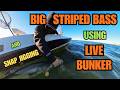 BIG STRIPED BASS ON LIVE BUNKER AND SNAP JIGGING