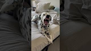 Would you own a Dalmatian?! #dalmation #dog