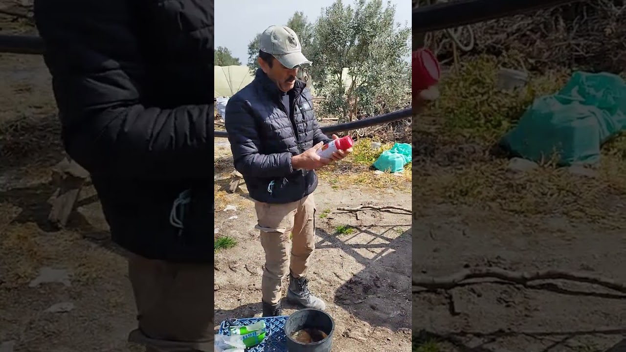 Mart ayında zeytine hangi ilaçlar atilir