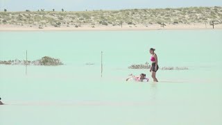 'Almost magical' | A little oasis has formed in the middle of the Texas desert