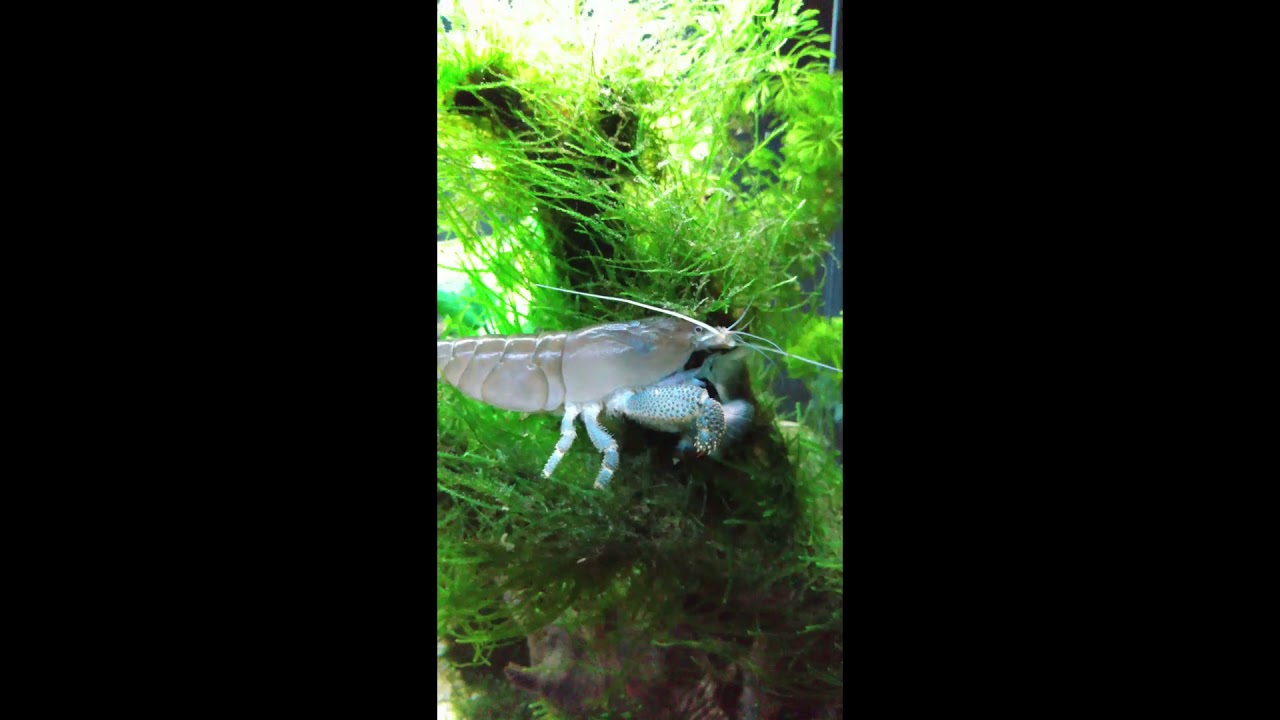 LAGOSTA FILTRADORA (PARTE V) SE ALIMENTANDO 