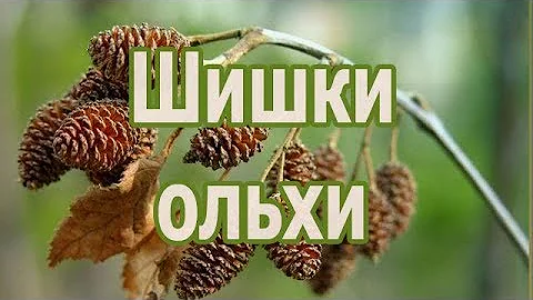 Шишки ольхи - рецепт отвара, лечебные и полезные свойства, применение ольховых шишек.