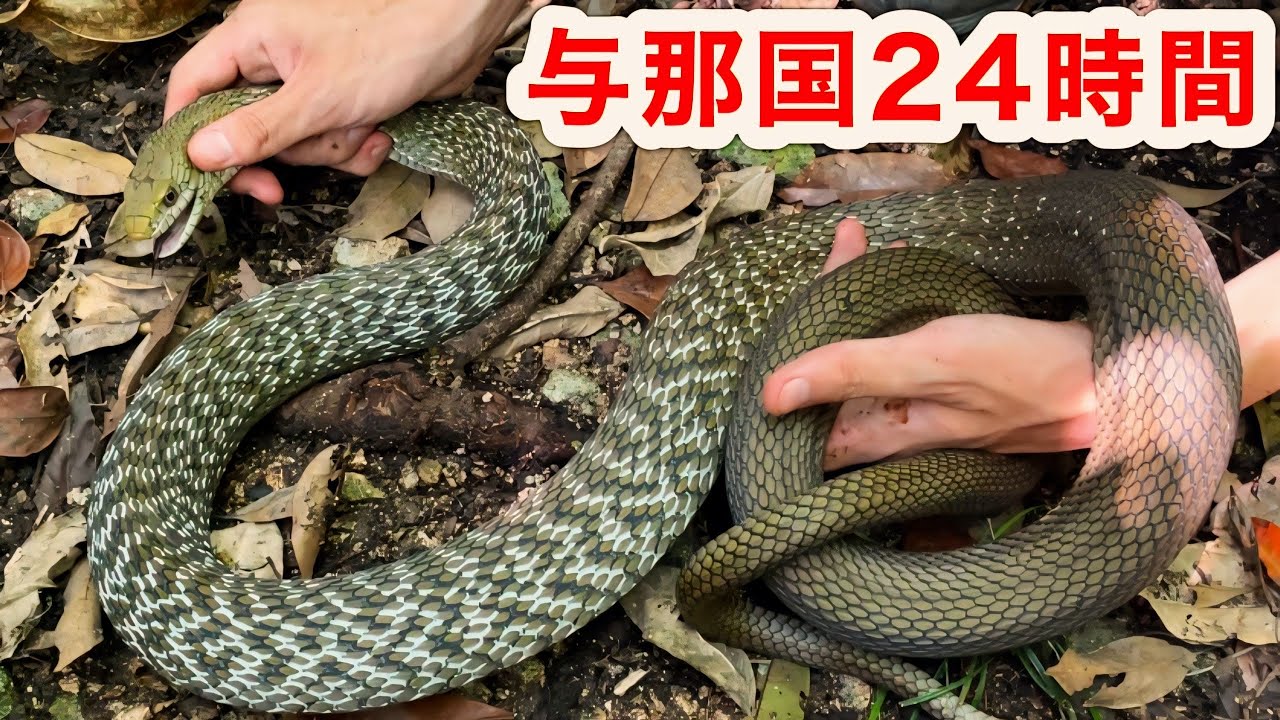 与那国島で24時間本気で生き物採集したら何種類見つかるのか？！