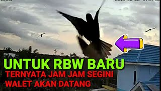 untuk RBW baru,,, burung walet akan betkunjung ke RBW pada jam jam segini