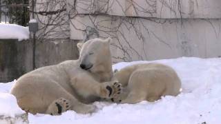 吹雪で目覚めたホッキョクグマ~Polar Bear woke up by snowstorm