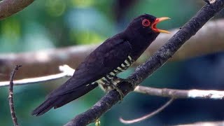 Bird Call: VIOLET CUCKOO