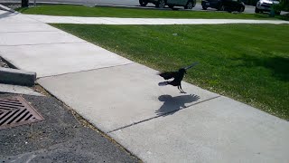 Kit's Crows 051424