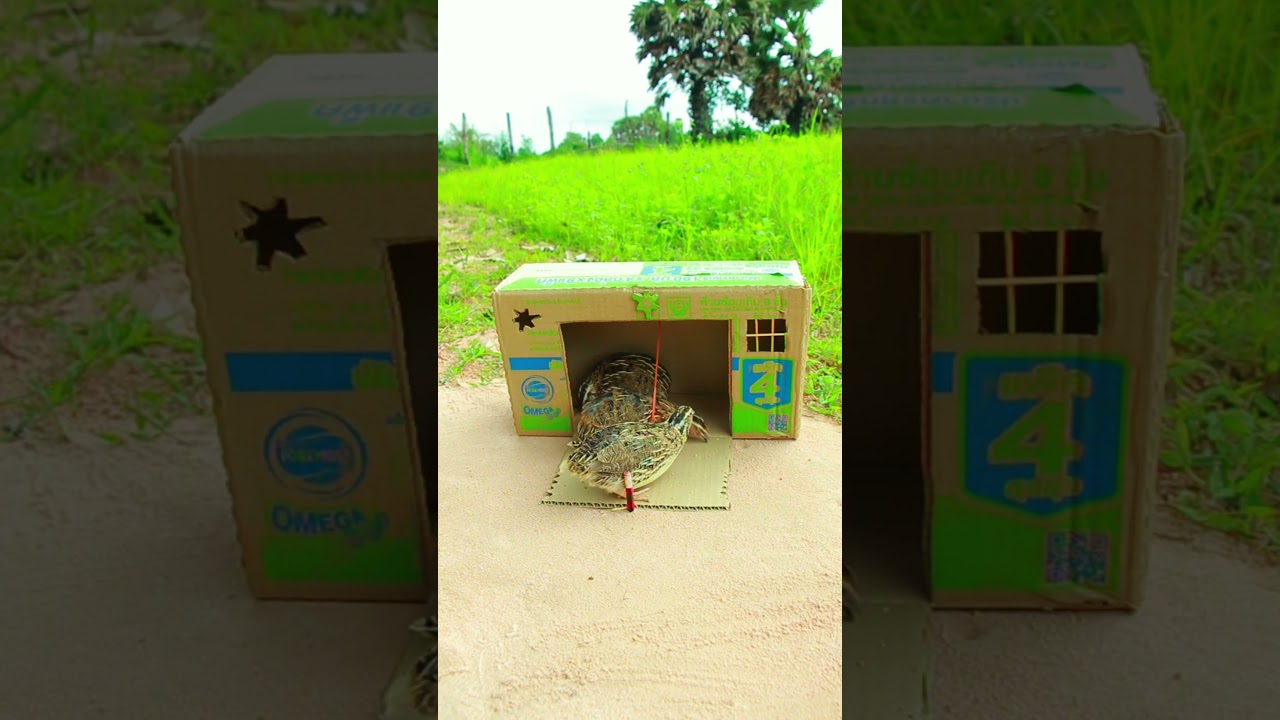 Easy bird trap design, quail trap 