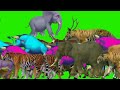 3D animal stampede green screen // wild forest crazy green screen animals crossover video! #cartoon