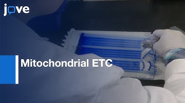 Mitochondrial ETC Analysis by  Electrophoresis and Electroelution