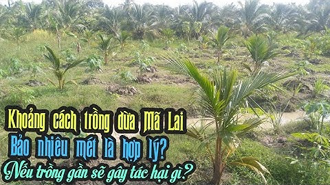 KHOẢNG CÁCH TRỒNG DỪA MÃ LAI BAO NHIÊU MÉT LÀ HỢP LÝ - NẾU TRỒNG QUÁ GẦN SẼ GÂY TÁC HẠI GÌ SAU NÀY?