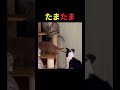 たまたま過ぎる猫🤫暴露します🔥