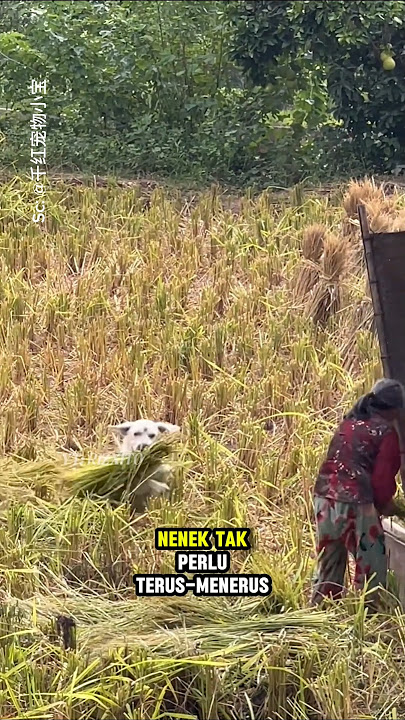 The dog is devoted to his grandmother who has cared for him since he was little.