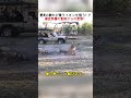野犬の群れが母ライオンを襲う!? 孤立無援の危機からの反撃! #野生の危機 #動物の本能 #ライオンの絆 #自然界のドラマ #生き残り戦略