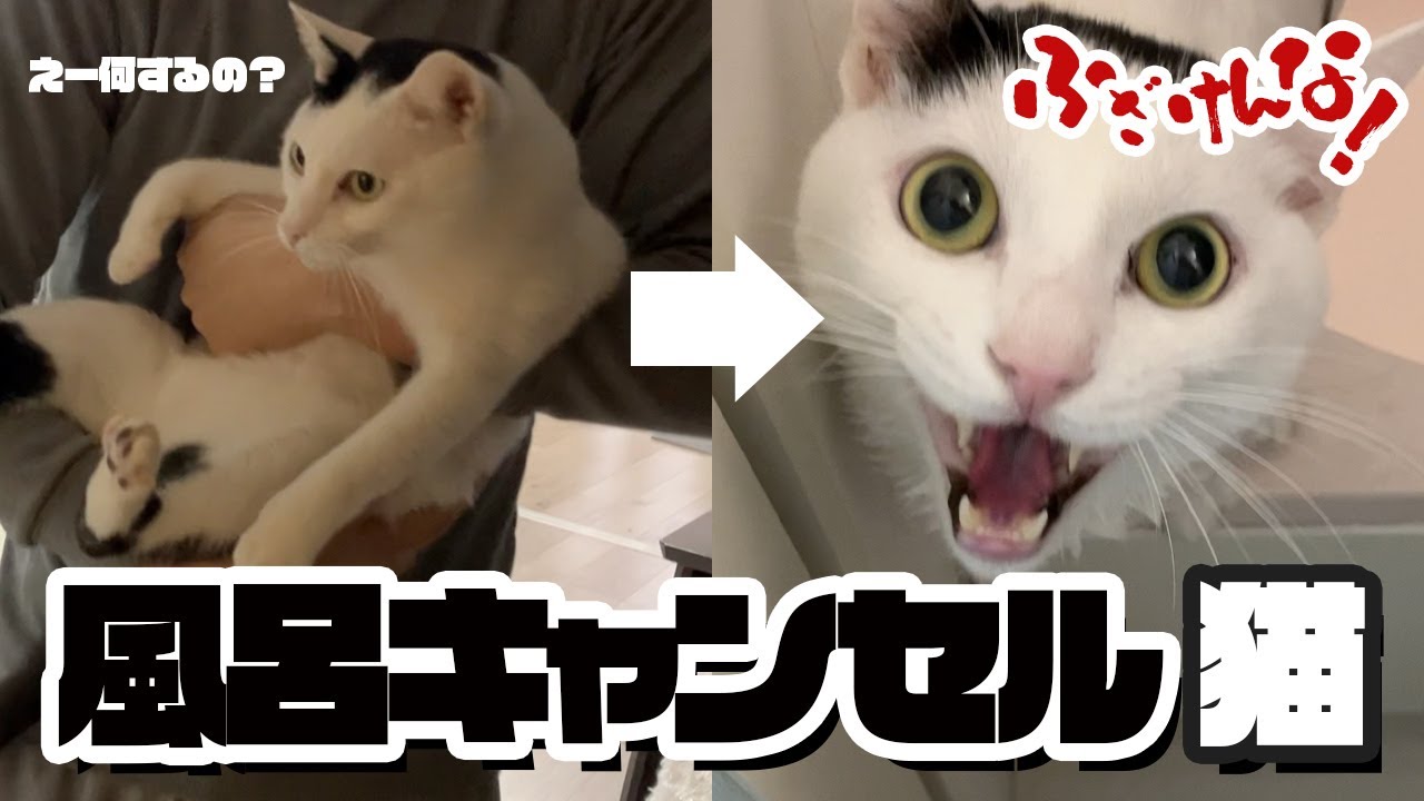 風呂キャンセルしたい猫との格闘