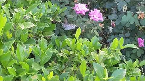 Hummingbird Saved from Spiderweb