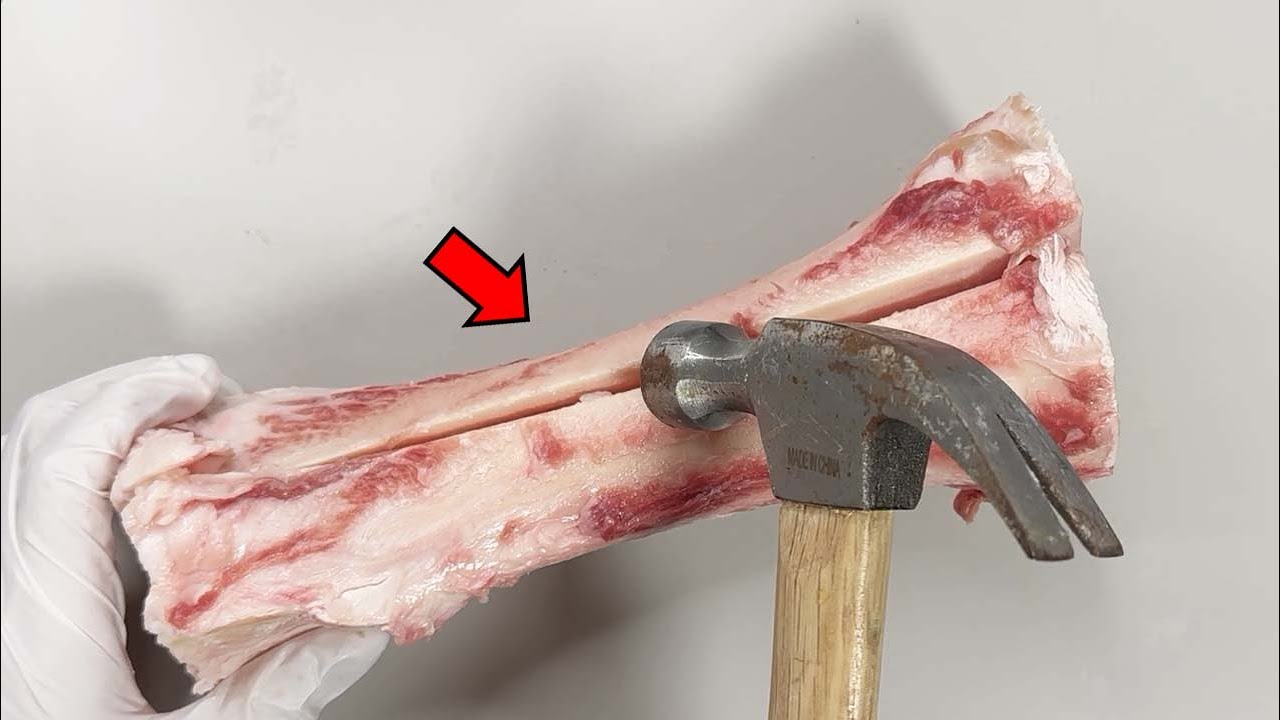 Strange Organ Inside a Bone!