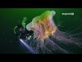 Diving with Jellyfish on Vancouver Island, British Columbia