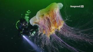 Diving with Jellyfish on Vancouver Island, British Columbia by Russell Clark 2,002 views 6 years ago 2 minutes, 21 seconds