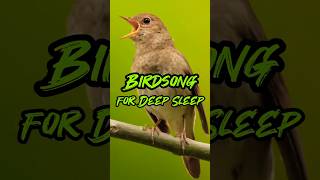 Download Lagu Birdsong for Deep Sleep #nightingale #deephouse #sleepsounds #birdsong #birdsounds #relaxingsounds MP3