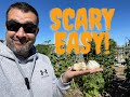 When to plant Garlic - the easy way