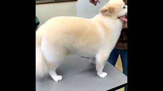 Fluffy Cloudy Pomeranian First Grooming Sessions