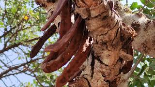 Carob Pods Ceratonia Siliqua