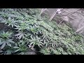 How to grow weed breeder reverse genetics 9 plants 6 strains organic gaia green day 9 of flower