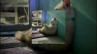 Cukup – Ziva Magnolya (Speed Up   Reverb) 