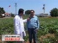 Süleyman Şeker Tadında   Beta Ziraat Bursa Mısır2   29 Agustos 2013