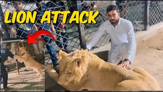 Zoo K Liya Lion Dakny Gya Our Line Ny Attack Kar Diya 😘