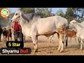 👍#Shyamu Bull -Sirsa Dera👍 5 #Star #Haryana Breeding Bull.👍 (9992699365)👍