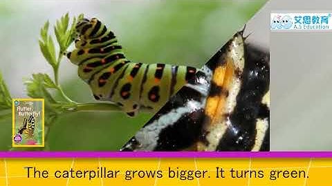 Flutter Butterfly Story Time