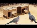 Creative Best Bird Trap Technology - Make Easy Bird Trap from Cardboard That work 100%