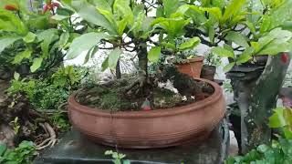 ficus Microcarpa at Miracle fruit bonsai.♥️????