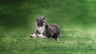 Border Collie vs  Australian Shepherd: Barking and Noise by Border Collie USA 5 views 3 weeks ago 4 minutes, 54 seconds