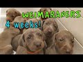 Little Dogs: Our Weimaraner Puppies Are 4  Weeks Old!