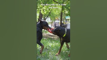 Thumbnail of Are Dogs Colorblind? #dog #pets #animals #didyouknow