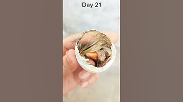 Baby Duck ]  egg shell #duck #hatchingduck #animal  #youtube #short #viral #shorts #funny