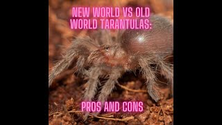 New World vs Old World Tarantulas: Pros and Cons